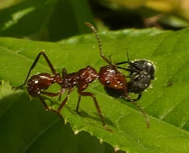 Ectatomma tuberculatum photo 35