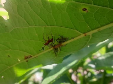 Ectatomma tuberculatum photo 36
