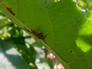 Ectatomma tuberculatum photo 37