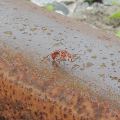 Ectatomma tuberculatum photo 38