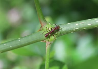 Ectatomma tuberculatum photo 41