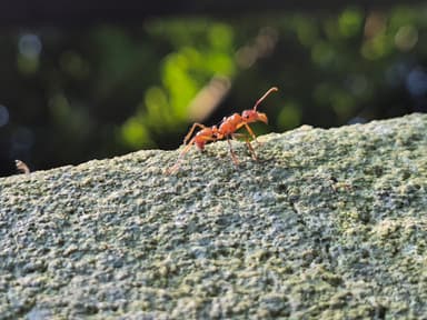 Ectatomma tuberculatum photo 42
