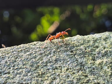 Ectatomma tuberculatum photo 43