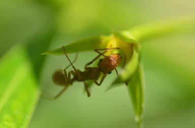 Ectatomma tuberculatum photo 44