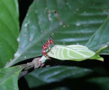 Ectatomma tuberculatum photo 45
