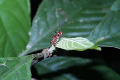 Ectatomma tuberculatum photo 46