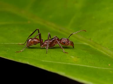 Ectatomma tuberculatum photo 47