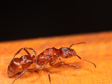 Ectatomma tuberculatum photo 48