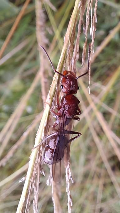 Ectatomma tuberculatum photo 49