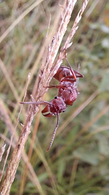 Ectatomma tuberculatum photo 50