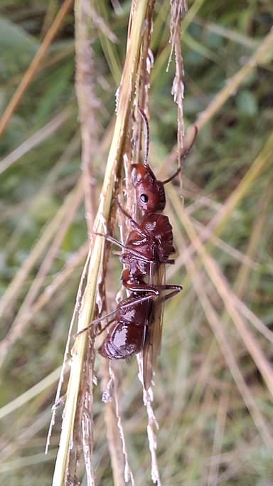 Ectatomma tuberculatum photo 53