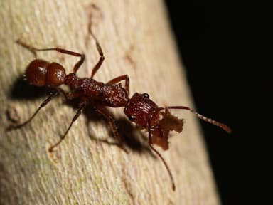 Ectatomma tuberculatum photo 54