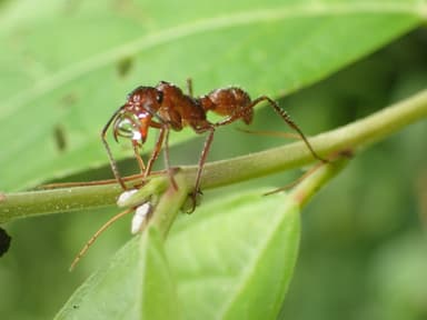 Ectatomma tuberculatum photo 56