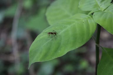 Ectatomma tuberculatum photo 60