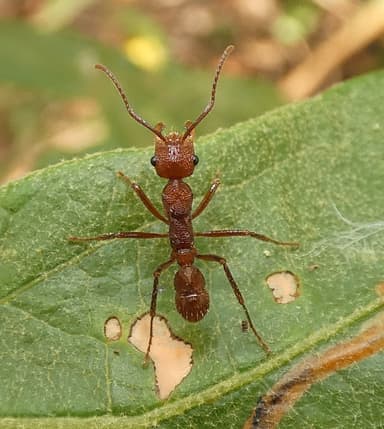 Ectatomma tuberculatum photo 61