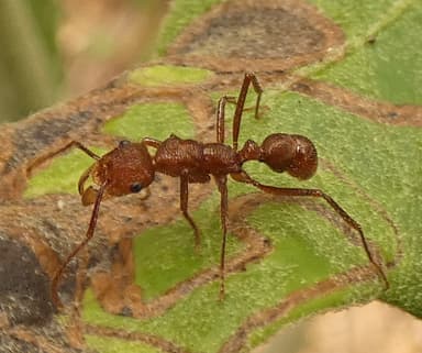 Ectatomma tuberculatum photo 62