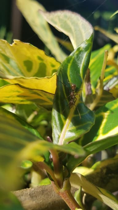 Ectatomma tuberculatum photo 64