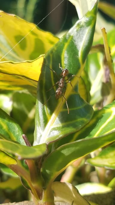 Ectatomma tuberculatum photo 65