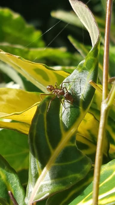 Ectatomma tuberculatum photo 66