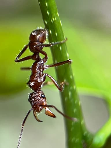 Ectatomma tuberculatum photo 68