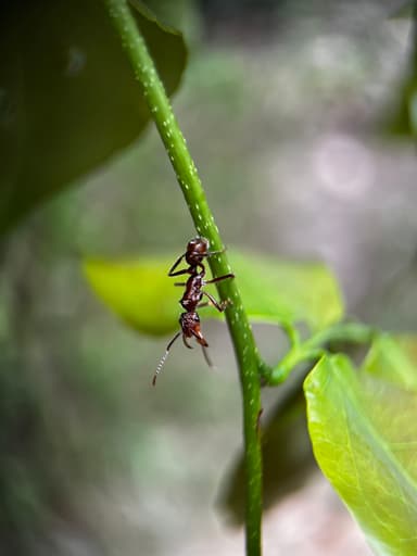 Ectatomma tuberculatum photo 69