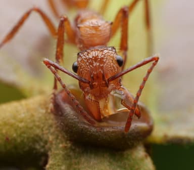Ectatomma tuberculatum photo 71