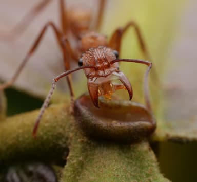 Ectatomma tuberculatum photo 72