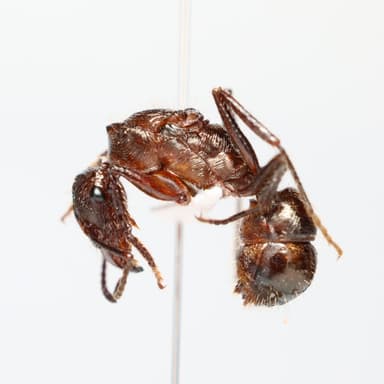 Ectatomma tuberculatum photo 75
