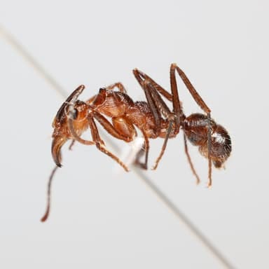 Ectatomma tuberculatum photo 76