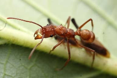 Ectatomma tuberculatum photo 77