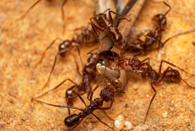 Ectatomma tuberculatum photo 80