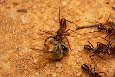 Ectatomma tuberculatum photo 81