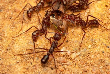 Ectatomma tuberculatum photo 83