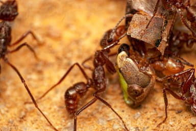 Ectatomma tuberculatum photo 84