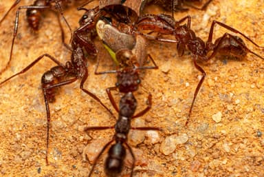 Ectatomma tuberculatum photo 85