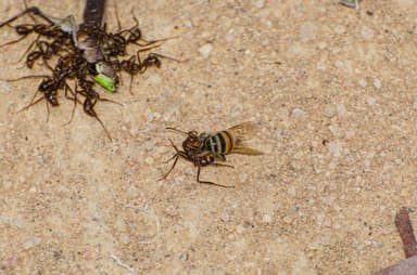 Ectatomma tuberculatum photo 86