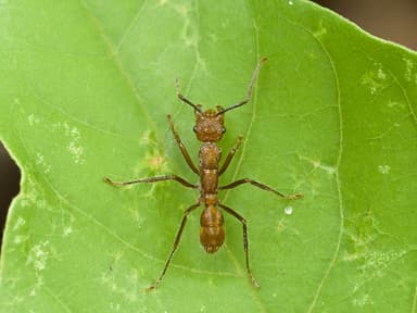 Ectatomma tuberculatum photo 87