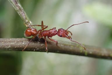 Ectatomma tuberculatum photo 88