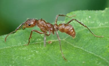 Ectatomma tuberculatum photo 90