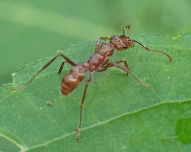 Ectatomma tuberculatum photo 91