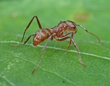 Ectatomma tuberculatum photo 92