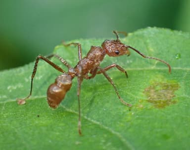 Ectatomma tuberculatum photo 94