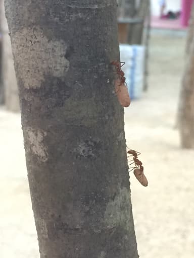 Ectatomma tuberculatum photo 96