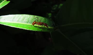 Ectatomma tuberculatum photo 97