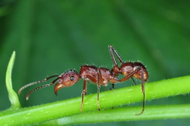 Ectatomma tuberculatum photo 98