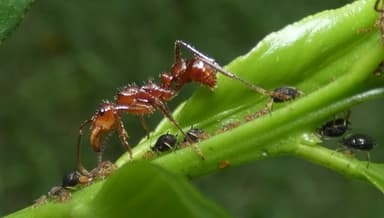 Ectatomma tuberculatum photo 99