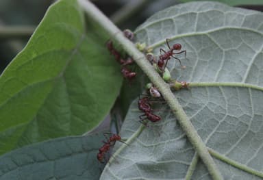 Ectatomma tuberculatum photo 100