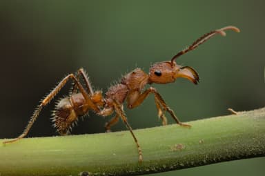 Ectatomma tuberculatum photo 101