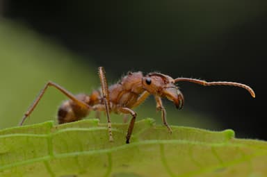 Ectatomma tuberculatum photo 102