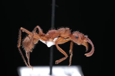 Ectatomma tuberculatum photo 103